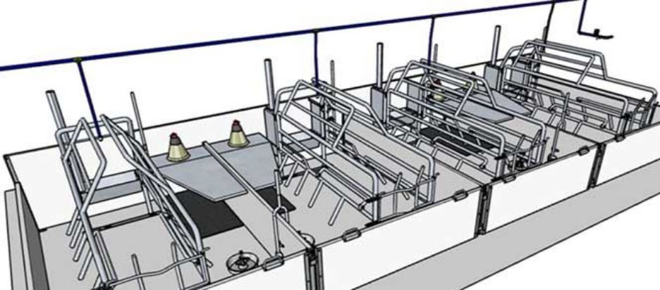 Технологія охолодження свиноматок на опоросі — вже в Україні